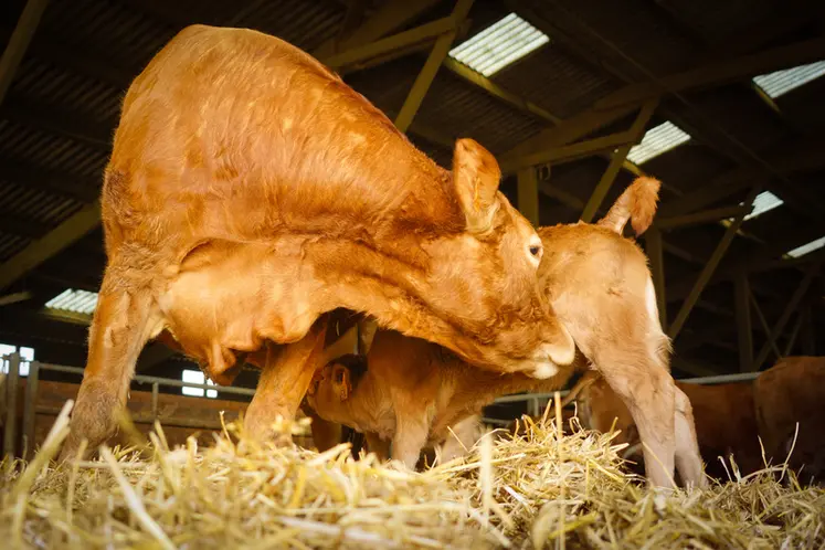 vache limousine avec son veau