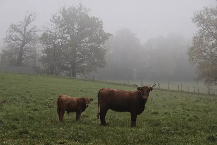 vache salers avec son veau