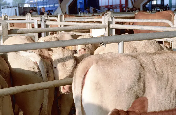 <em class="placeholder">Bovins viande / commercialisation / broutards blonds sur le marché aux bestiaux de Rabastens</em>