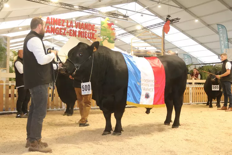 Taureau Champion d'honneur du concours angus au sommet de l'élevage 2024