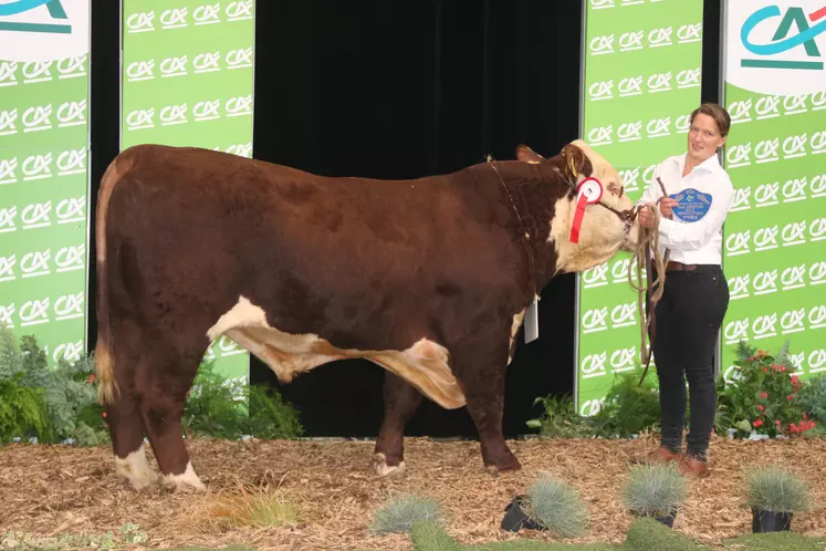 Apollon, taureau champion du concours de la race Hereford au Sommet de l'élevage 2024