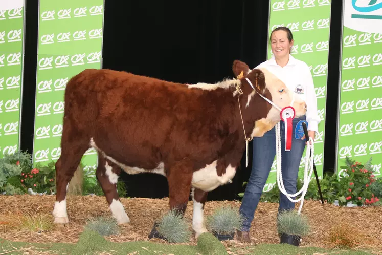 La génisse Union est la championne femelle du concours de la race Hereford au sommet de l'élevage 2024