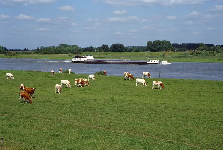 élevage bovin Pays-Bas 