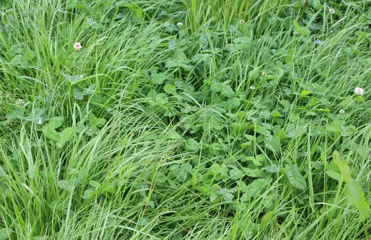 prairie multi-espèces