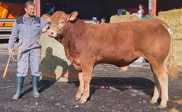vente reproducteurs limousine auvergne