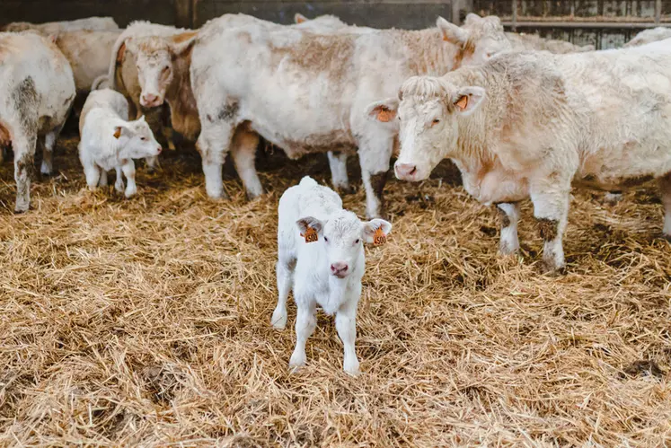 <em class="placeholder">vaches et veaux en race charolaise</em>