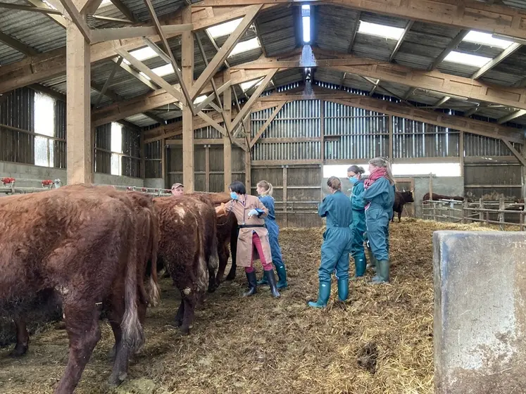 <em class="placeholder">etudiants veterinaires elevage salers</em>