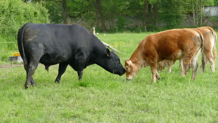 <em class="placeholder">Depuis 2020, les génisses sont mises à la reproduction à 14 mois en monte naturelle, avec un taureau angus. Deuxième taureau affecté à cette tâche, Hipster, âgé de ...</em>