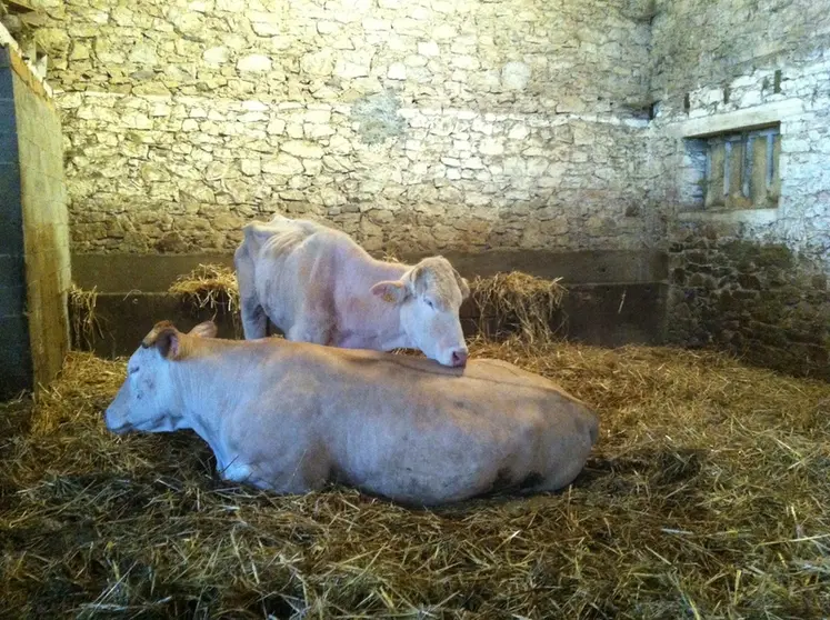<em class="placeholder">vache blonde d&#039;aquitaine paratuberculose</em>