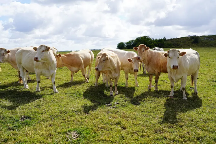 <em class="placeholder">Vaches blondes d&#039;Aquitaine au pâturage dans les Pyrénées-Atlantiques (Nouvelle-Aquitaine)</em>