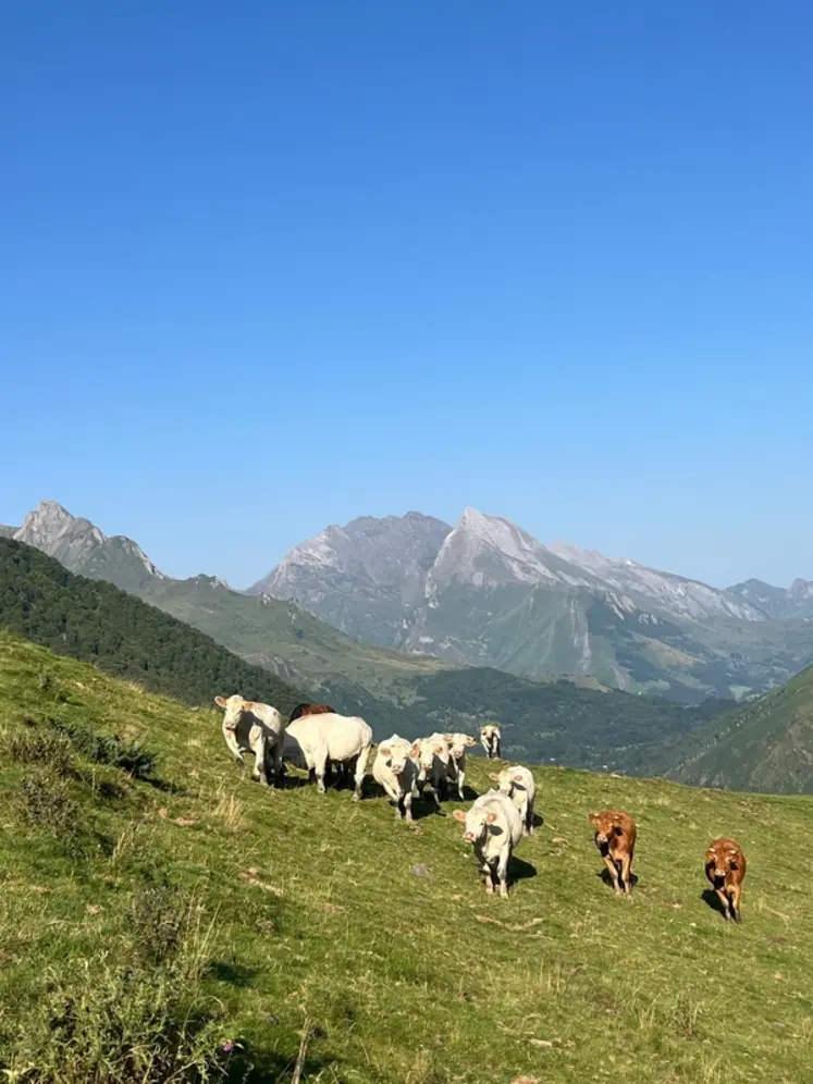 <em class="placeholder">Troupeau transhumants de bovins à l&#039;estive dans les Hautes-Pyrénées : vaches charolaises et limousine, pâturage en montagne.</em>