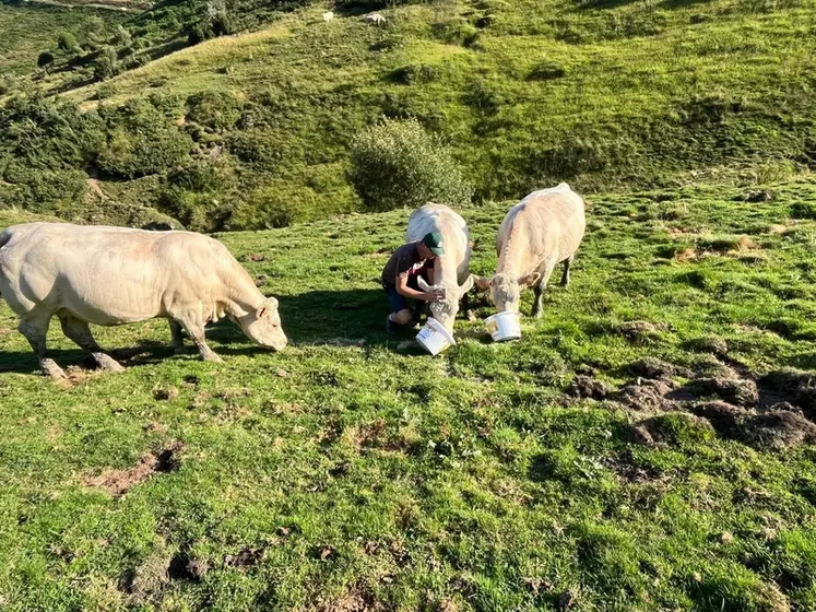 <em class="placeholder">Complémentation minérale des vaches charolaises à l&#039;estive par l&#039;éleveur allaitant, dans les Hautes-Pyrénées.</em>