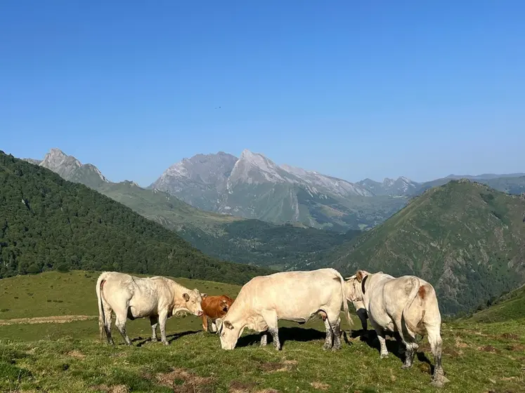 <em class="placeholder">Troupeau transhumants de bovins à l&#039;estive dans les Hautes-Pyrénées : vaches charolaises et limousine, pâturage en montagne.</em>