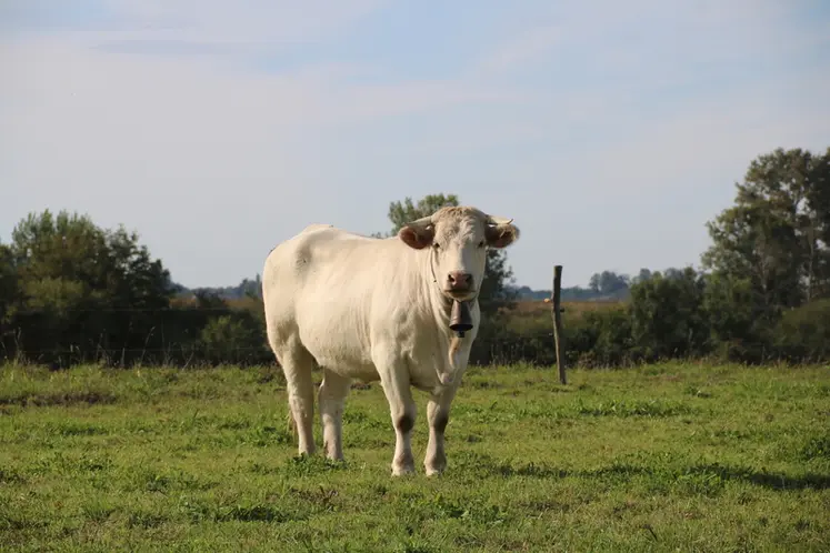 <em class="placeholder">Vache charolaise portant une cloche, au pâturage, dans les Hautes-Pyrénées/</em>