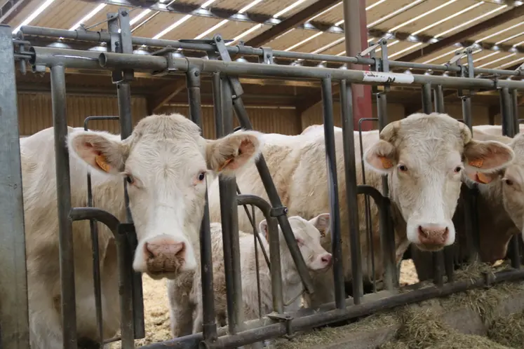 <em class="placeholder">Vaches charolaises au cornadis et veau</em>