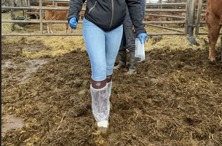 paratuberculose bovine prélèvement élevage pédichiffonnettes