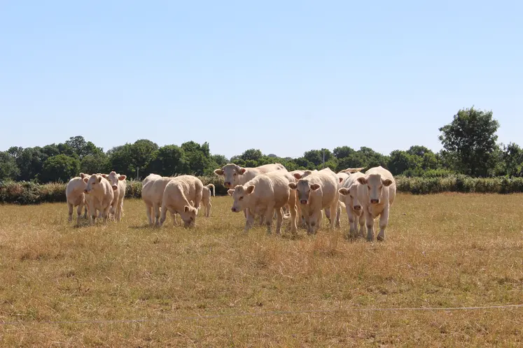 Troupeau charolais au pré en été en période de sécheresse