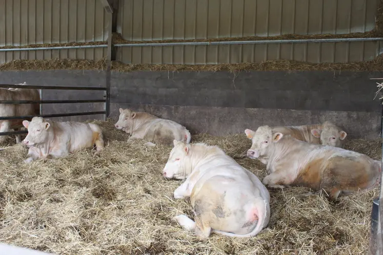 <em class="placeholder">jeunes bovins charolais en engraissement</em>