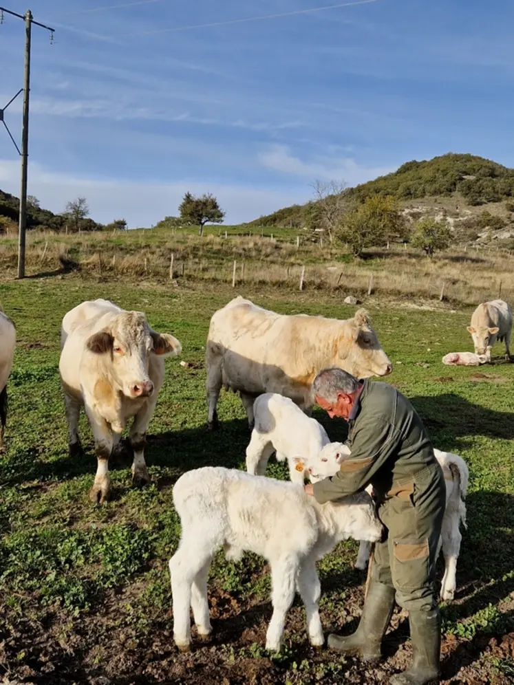 <em class="placeholder">éleveur charolaises vêlage veaux pâturage Ardèche</em>