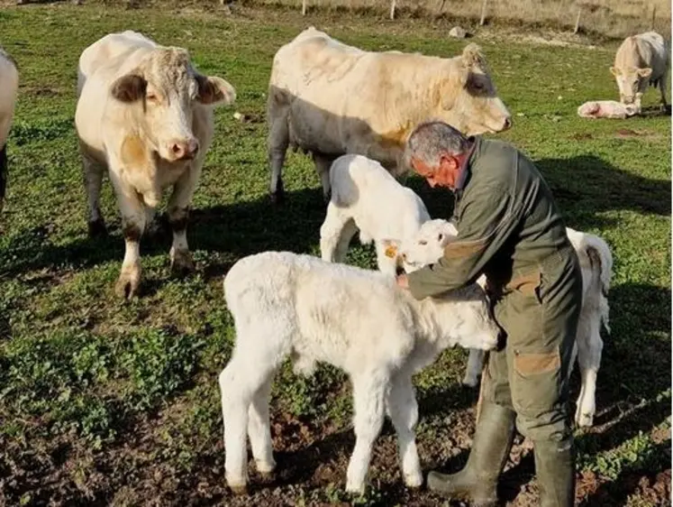 éleveur prairie charolaises veaux vêlage 