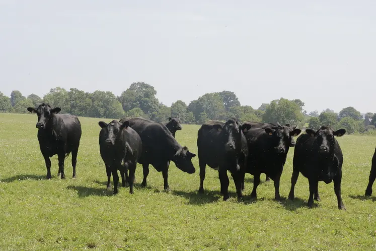 <em class="placeholder">vaches Angus de la ferme Eben à Ver dans la Manche</em>