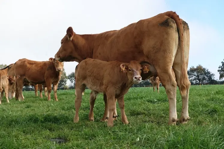 <em class="placeholder">Fin des vêlages d&#039;automne 2024 pour la ferme expérimentale de Thorigné d&#039;Anjou</em>