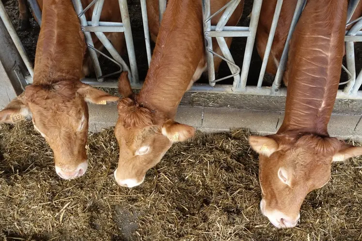 <em class="placeholder">vaches limousines ferme expérimentale de Thorigné d&#039;Anjou</em>