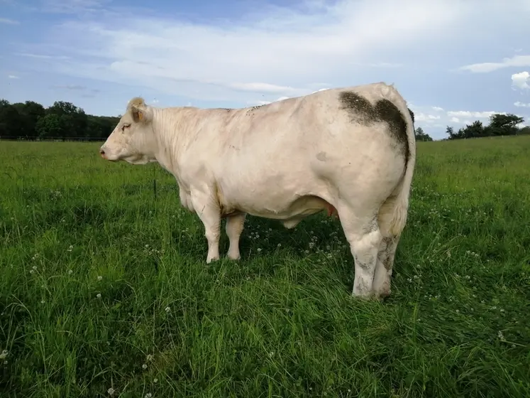 <em class="placeholder">vaches charolaises engraissement pâturage</em>