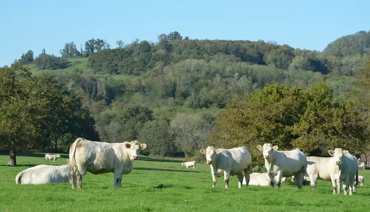 <em class="placeholder">vaches charolaises pâturage prairie</em>