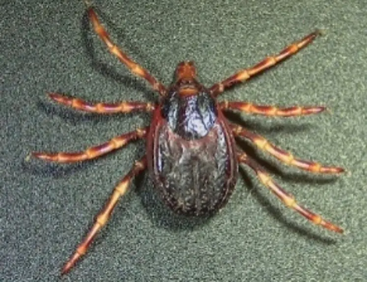 <em class="placeholder">Tique Hyalomma marginatum femelle, à jeun.</em>