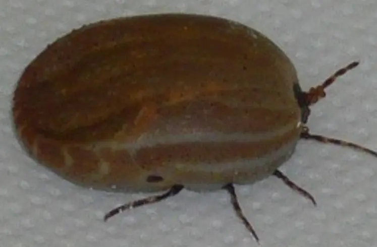 <em class="placeholder">Tique Hyalomma marginatum femelle gorgée.</em>