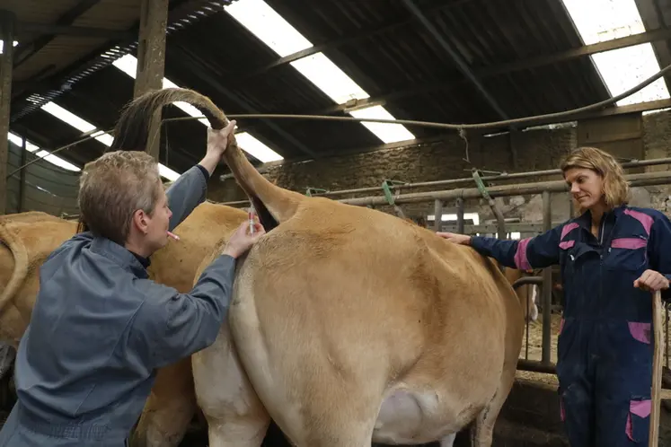 <em class="placeholder">Aurélie Naveau, vétérinaire à Loué dans la Sarthe, vaccine une vache allaitante de race parthenaise contre la FCO</em>