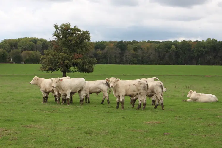 <em class="placeholder">Broutards charolais au pré en octobre dans la Nièvre</em>