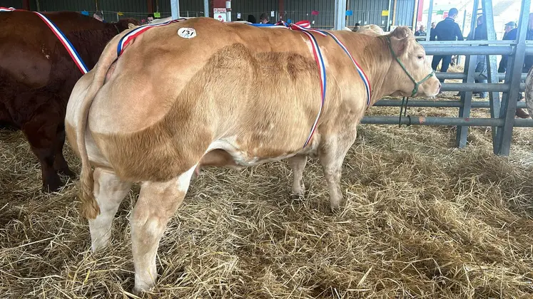 vache championne concours boucherie Evron Noël 2024