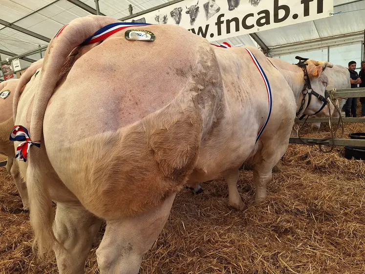 vache charolaise concours bovins boucherie haute qualité