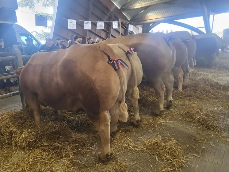 vache concours de boucherie Agen Noël 2024
