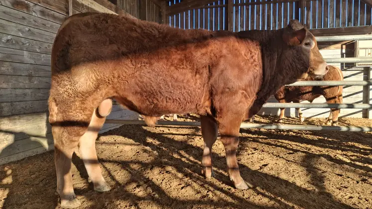 vente aux enchères taureau limousin Lanaud