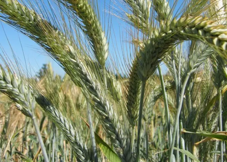 triticale