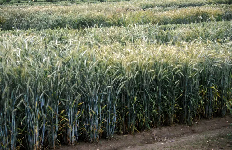 champ de triticale essais variétaux