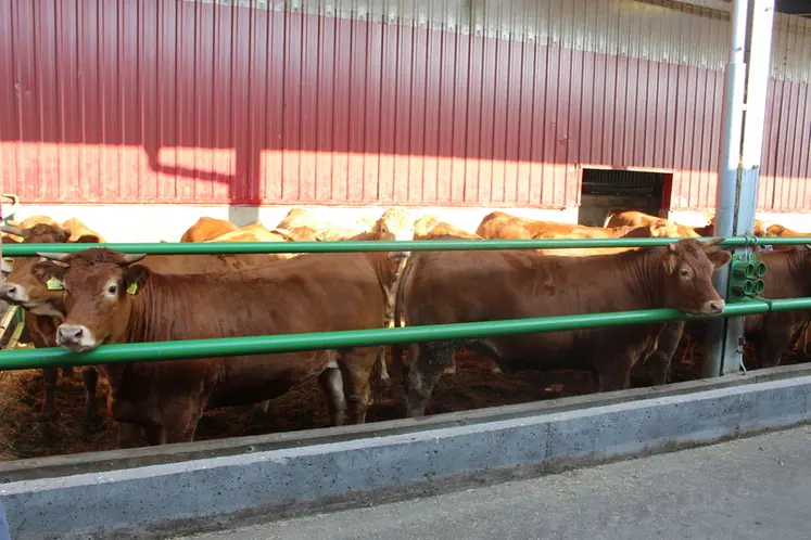 <em class="placeholder">elevage bovins viande limousine pologne</em>
