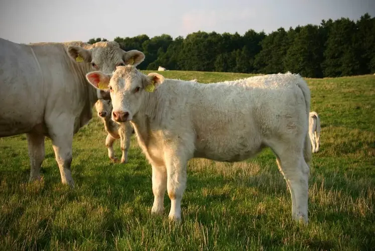 <em class="placeholder">vache charolaise Pologne ferme ecoterra</em>