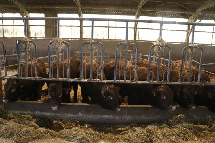 <em class="placeholder">Jeunes bovins de race salers dans le Cantal</em>