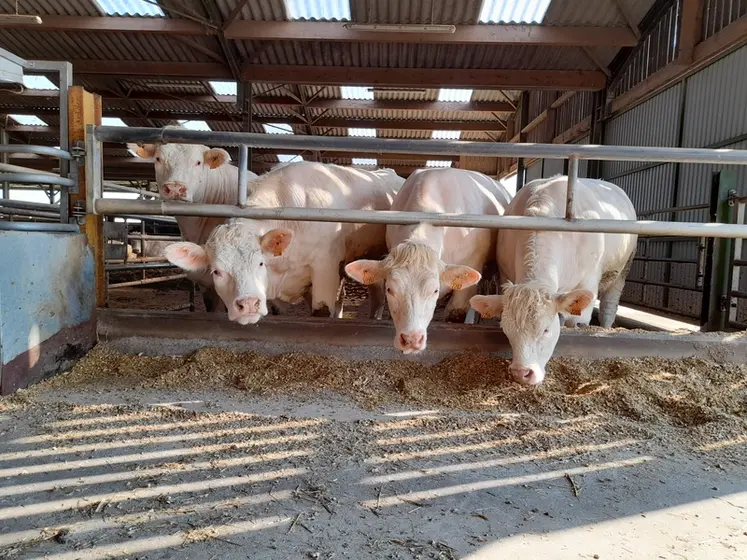 <em class="placeholder">vaches charolaises engraissement</em>