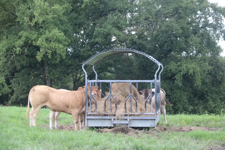 <em class="placeholder">Le troupeau blond d&#039;Aquitaine de ces éleveurs sélectionneurs des Landes est remonté sur la base d&#039;un éventail génétique assez large, mais toujours avec des index IV-Mat ...</em>
