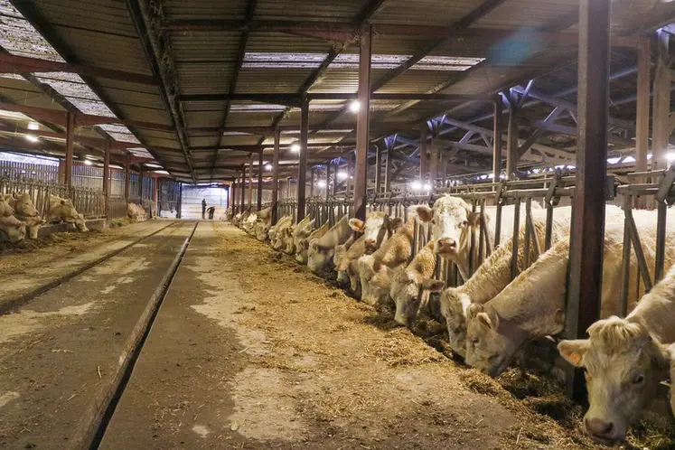 <em class="placeholder">Les vêlages sont groupés en début d’hiver, entre la fin octobre et début décembre pour une gestion facilitée par lots. La mise à la reproduction débute au 15 ...</em>