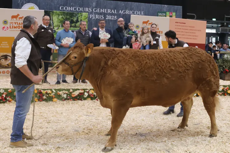 Vache limousine de boucherie vendue aux enchères au salon de l'agriculture 2025, avec ses éleveurs et ses acheteurs