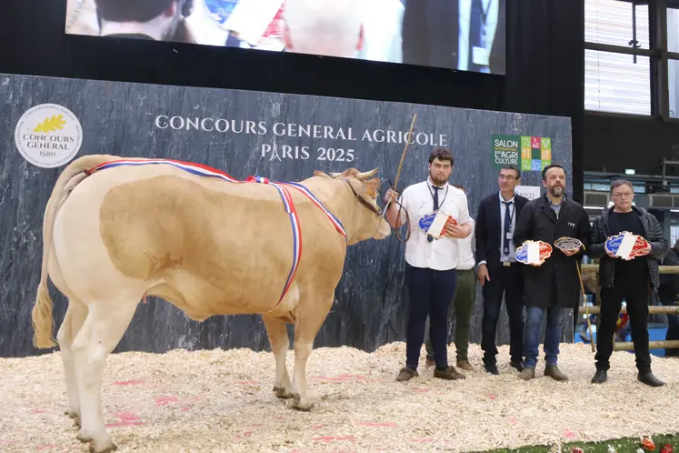 Génisse blonde d'Aquitaine avec ses éleveurs et acheteurs à la vente aux enchères du salon de l'agriculture 2025 à Paris