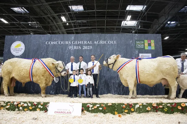 Taureau et vache suitée charolaise sur le podium du salon de l'agriculture 2025. Les rubans tricolores les marquent comme champions du concours.