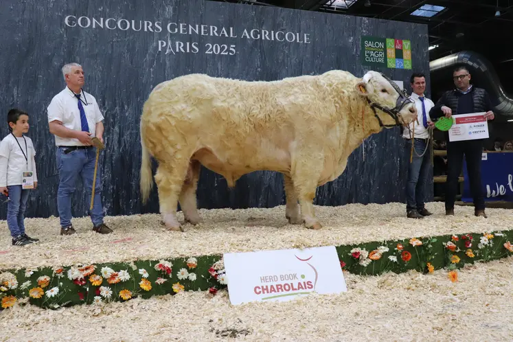 Taureau charolais et ses éleveurs sur le podium du salon de l'agriculture 2025