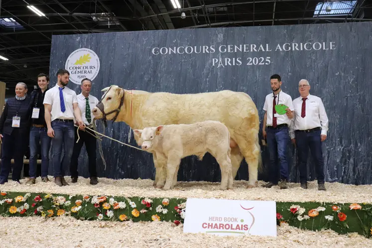 Vache charolaise suitée et ses éleveurs sur le podium du salon de l'agriculture 2025
